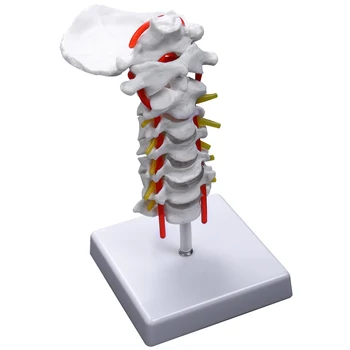 Шиен позвонок Артерията на гръбначния стълб Спинномозговые нервите Анатомическая модел Анатомия за проучване в класа на науката Дисплей Образователна модел